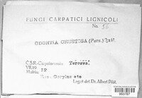Lyomyces crustosus image